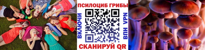 кракен зеркало  Куртамыш  Псилоцибиновые грибы Cubensis 